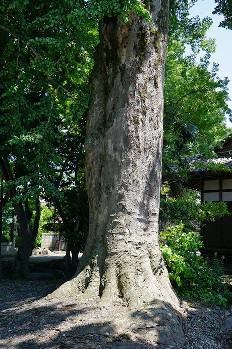 上坂神社のケヤキ