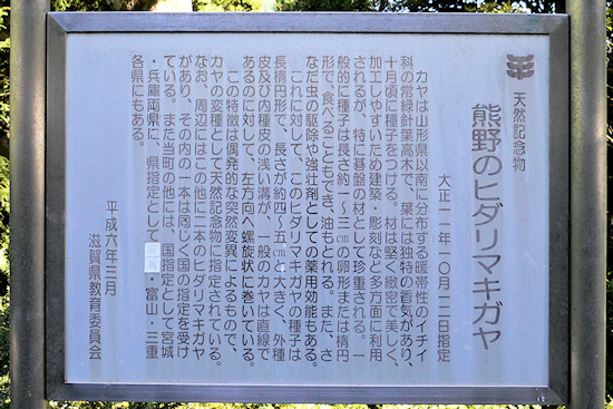 熊野のヒダリマキガヤ説明板