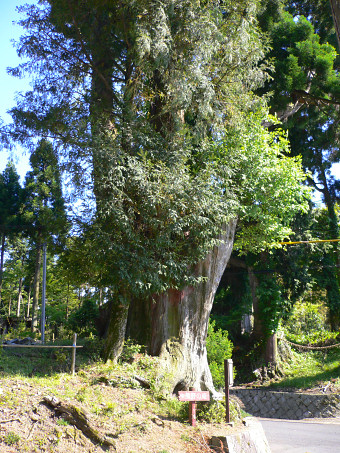 熊野神社のタコ杉