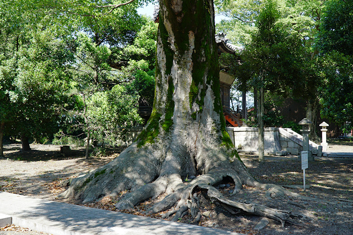 宮部神社のケヤキ（１）