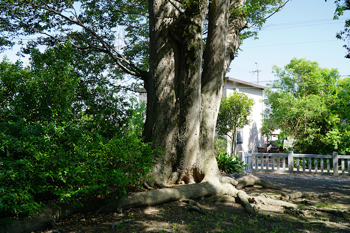 宮部神社のケヤキ（２）