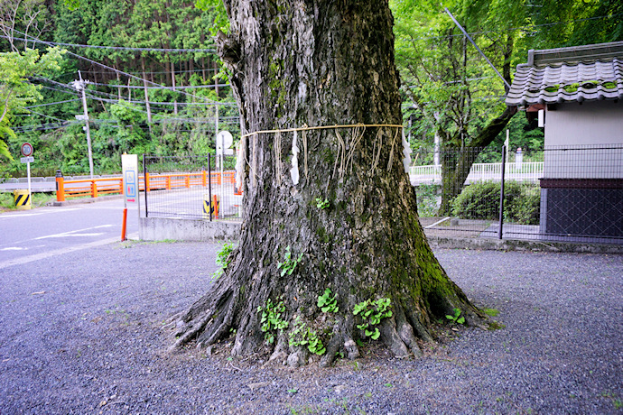 還来神社のイチョウ