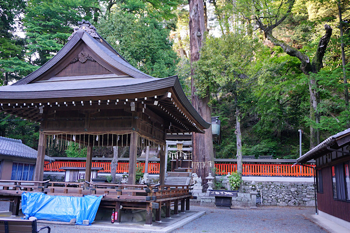 還来神社のスギ