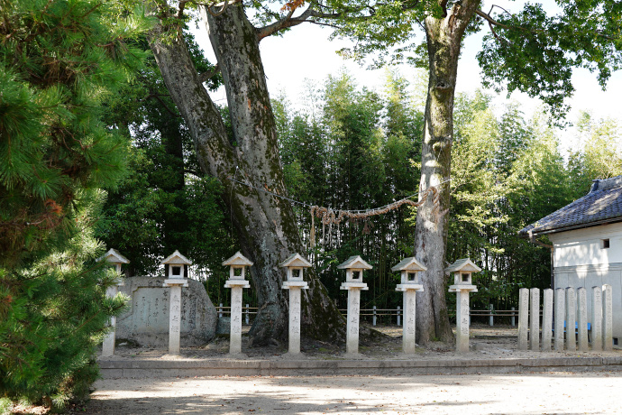 牟佐神社のケヤキ