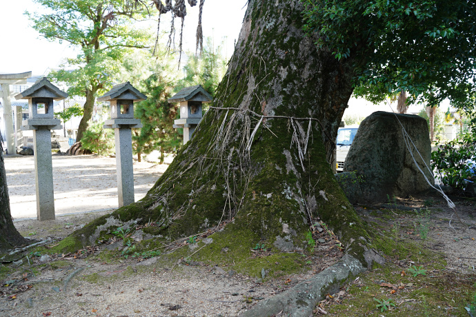 牟佐神社のケヤキ