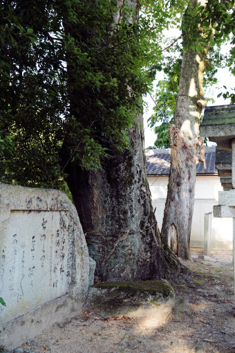 牟佐神社のケヤキ