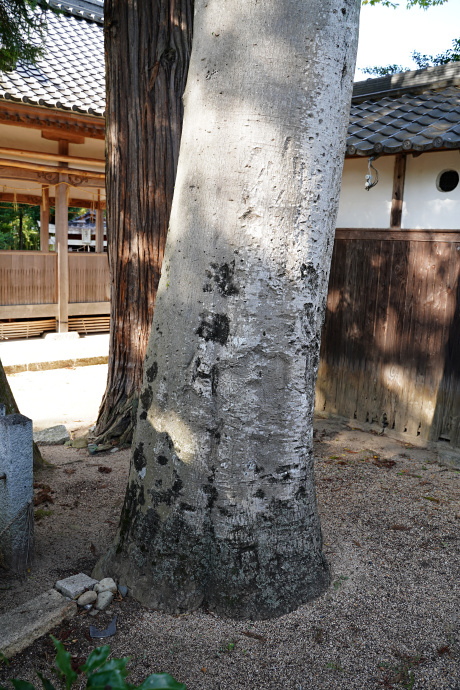 牟佐神社のｸﾛｶﾞﾈﾓﾁ