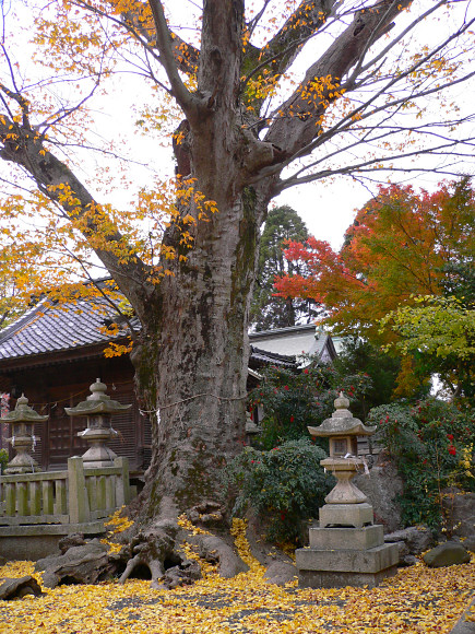 長岡神社のケヤキ