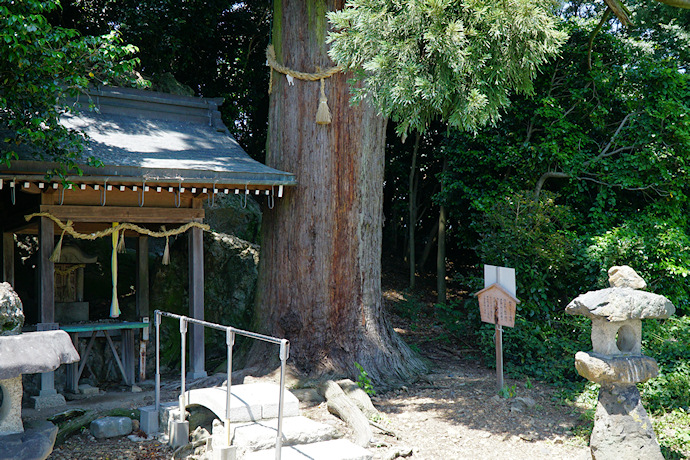 流岡神社跡のスギ