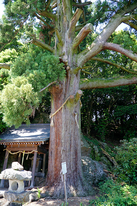 流岡神社跡のスギ