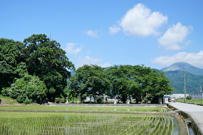 流岡神社跡のスギ