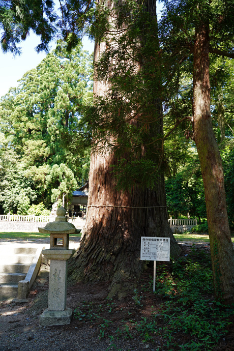 意波閇神社のスギ