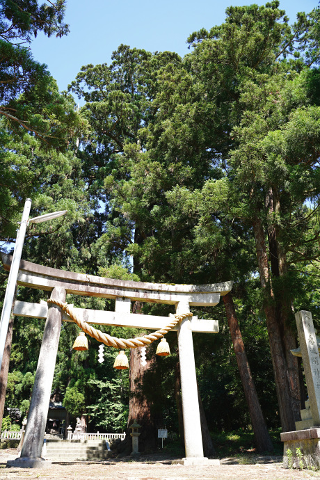 意波閇神社のスギ