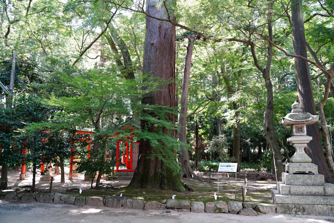 奥石神社のスギ
