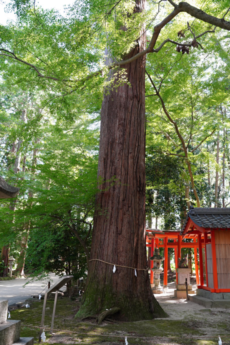 奥石神社のスギ