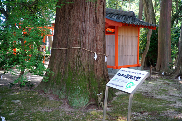 奥石神社・御神木杉　標識