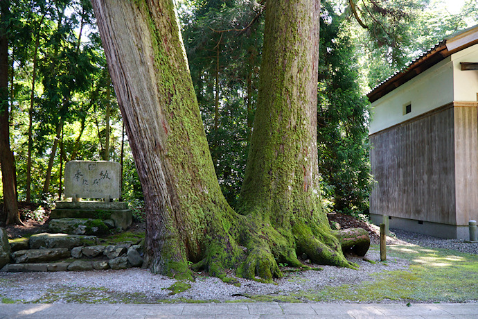 岡高神社のスギ