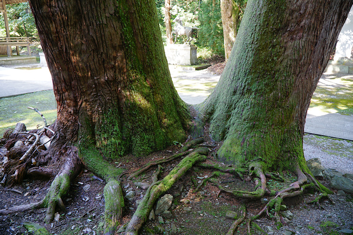 岡高神社のスギ