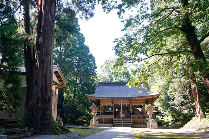 岡高神社拝殿とスギ