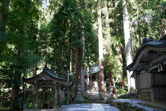 大皇器地祖神社のスギ