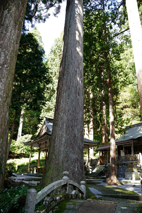 大皇器地祖神社のスギ