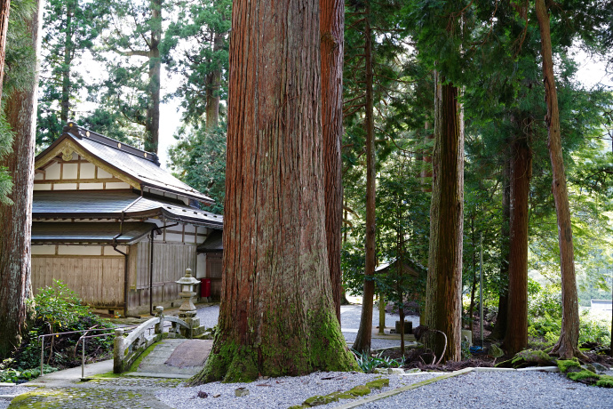 大皇器地祖神社のスギ