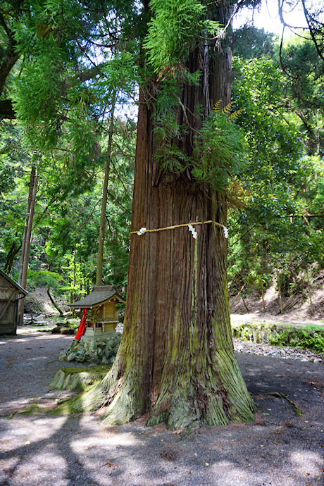 大宮神社のスギ１