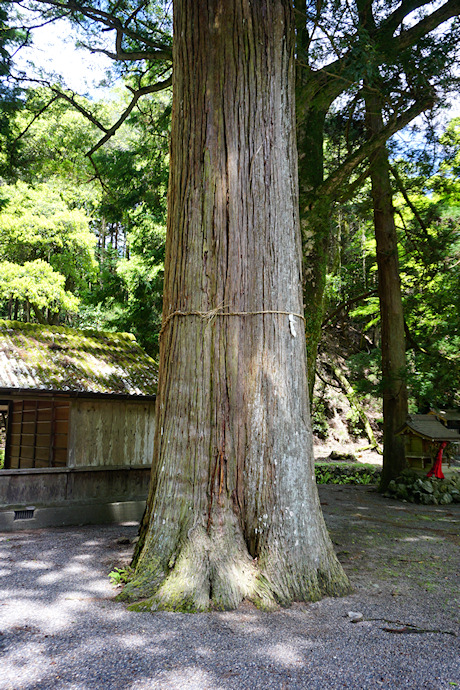 大宮神社のスギ２