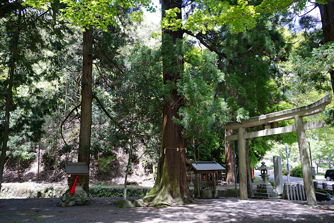 大宮神社のスギ１