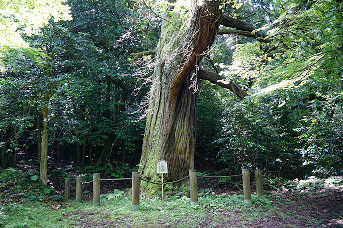 蓮華寺の一向杉