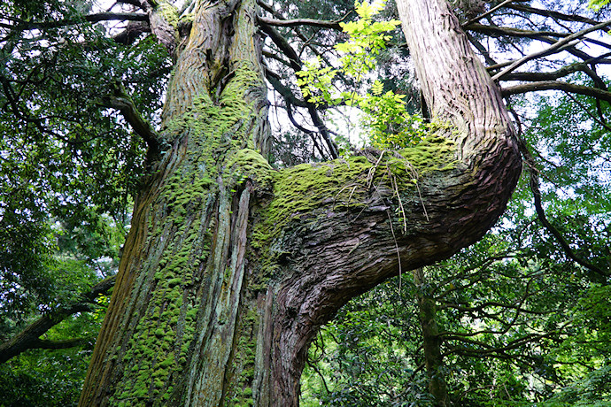 蓮華寺の一向杉