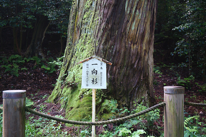 蓮華寺の一向杉