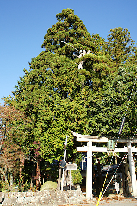 坂本神社のスギ