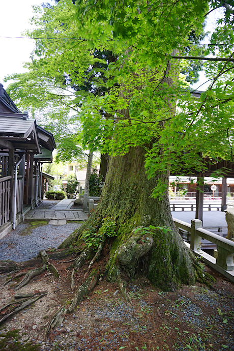 里宮神社のスギ