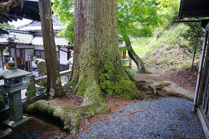 里宮神社のスギ