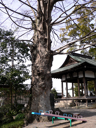 泉・日吉神社のケヤキ