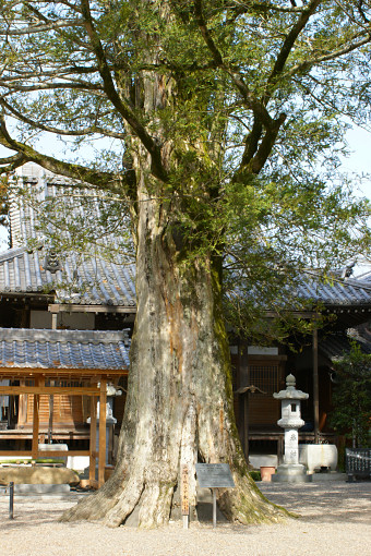 泉福寺のカヤ