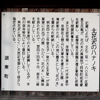 北花沢のハナノキ説明板