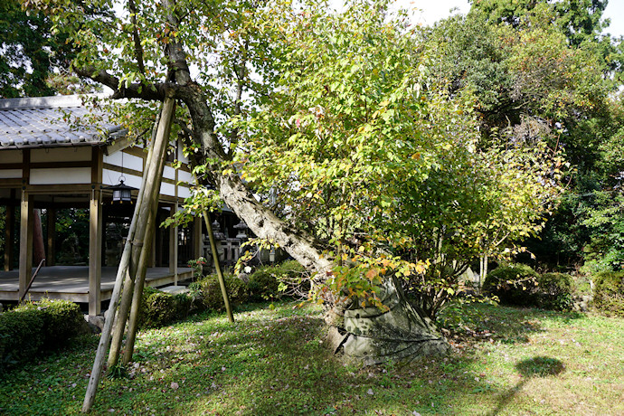 南花沢のハナノキ（2015年）