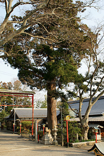 白川神社の地蔵スギ