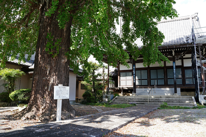 正還寺のイチョウ