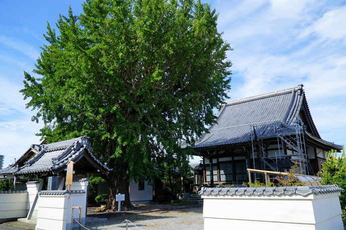 正還寺のイチョウ