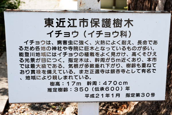 東近江市保護樹木　説明板