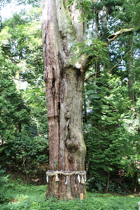 瀧樹神社の天狗杉