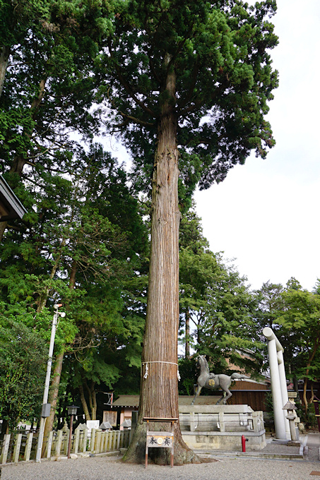 田村神社のスギ