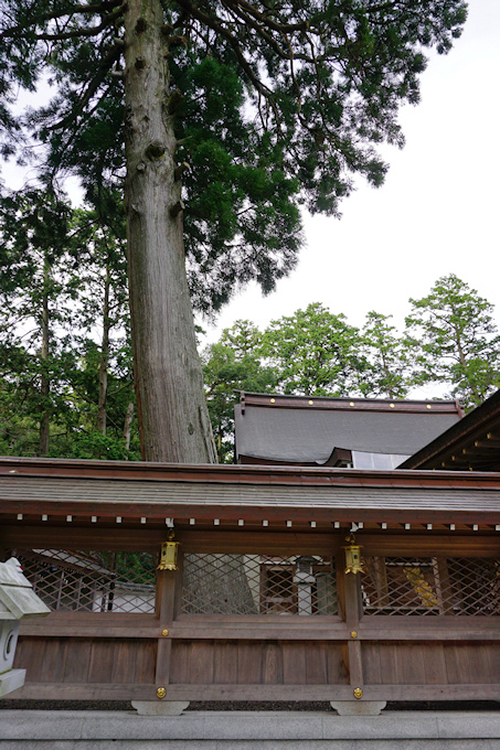 田村神社本殿のスギ