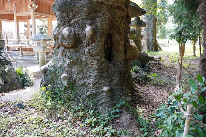 建部神社のケヤキ