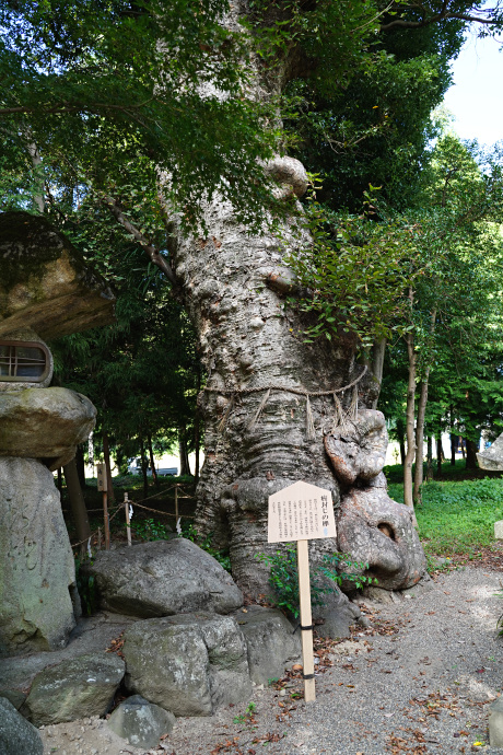 建部神社のケヤキ