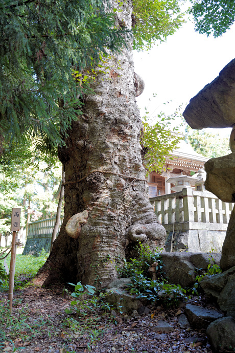 建部神社・瘤の欅