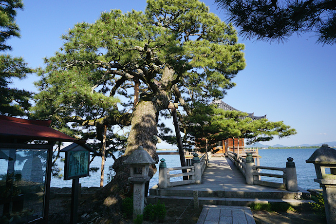 浮御堂の松